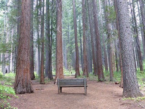 Bench among the redwoods, Calaveras, CA